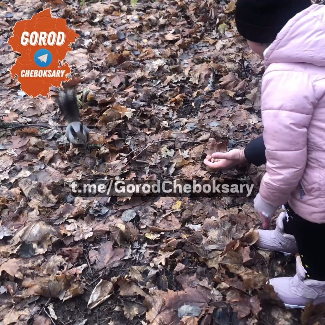 gorod.cheboksary в LOOKY. . Ручные белочки в пар...