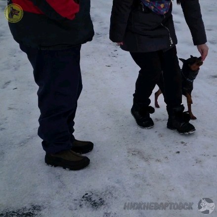 dressirovka_nv in LOOKY. . ✅️ Движение через гр...