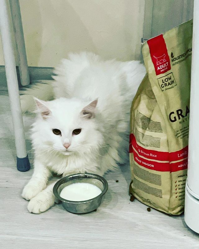 777_my_love_garden_777 в LOOKY. #котики,#инстатаграм,#люблюкотиков,#белыйкот. А вы любите молочко ...