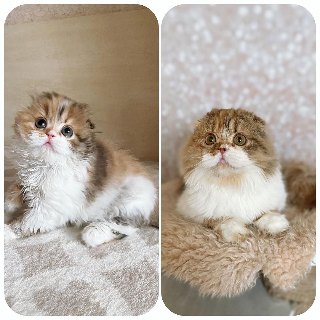 Развитие кошечки Хайленд фолд 😻2 месяца и 7 месяцев 😻
