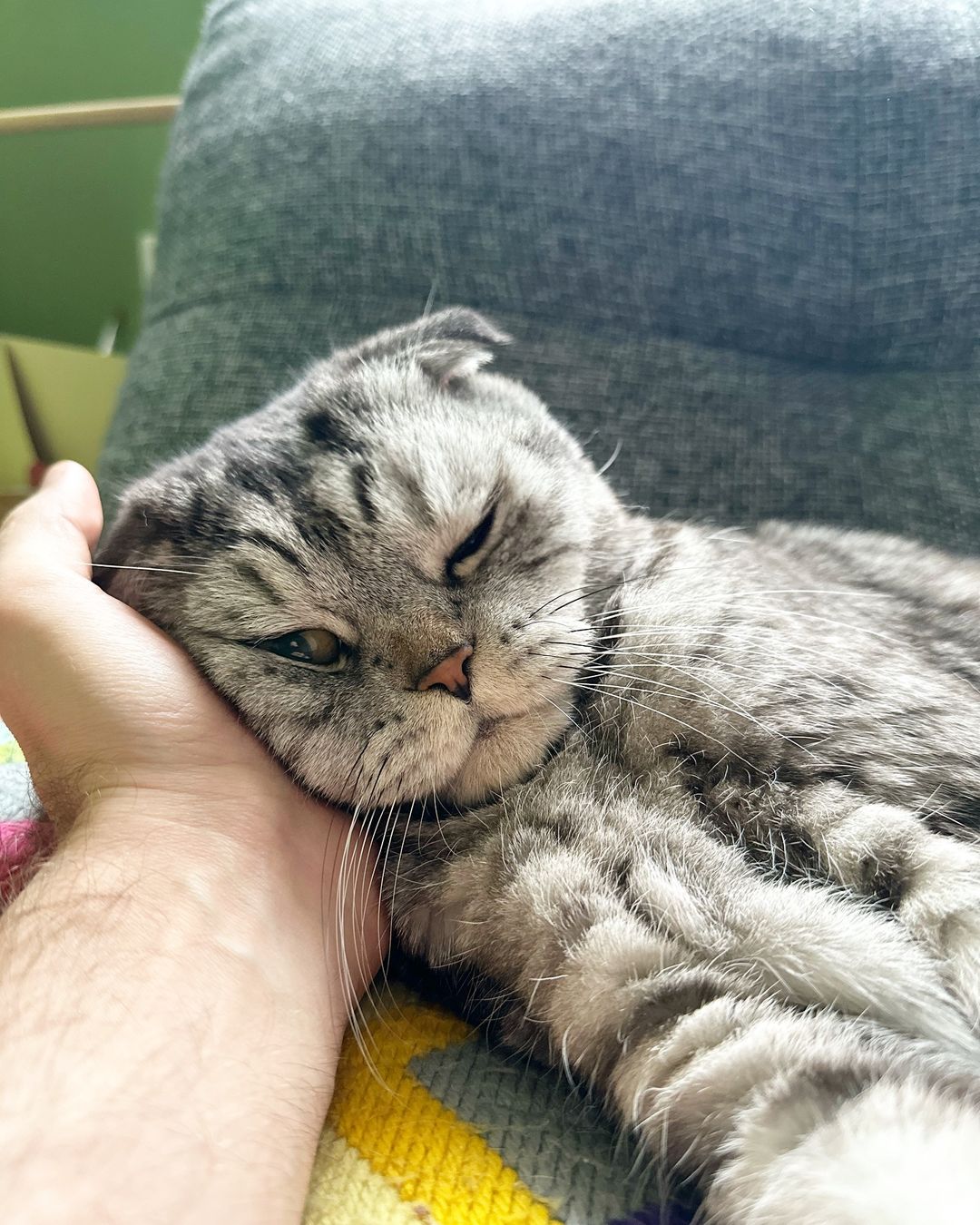 famousniki in LOOKY. #когдатыкот,#cats,#catsofinstagram,#cat,#famousniki,#котик,#котблогер,#никикот,#инстакот. Рука мягче подушки, ...