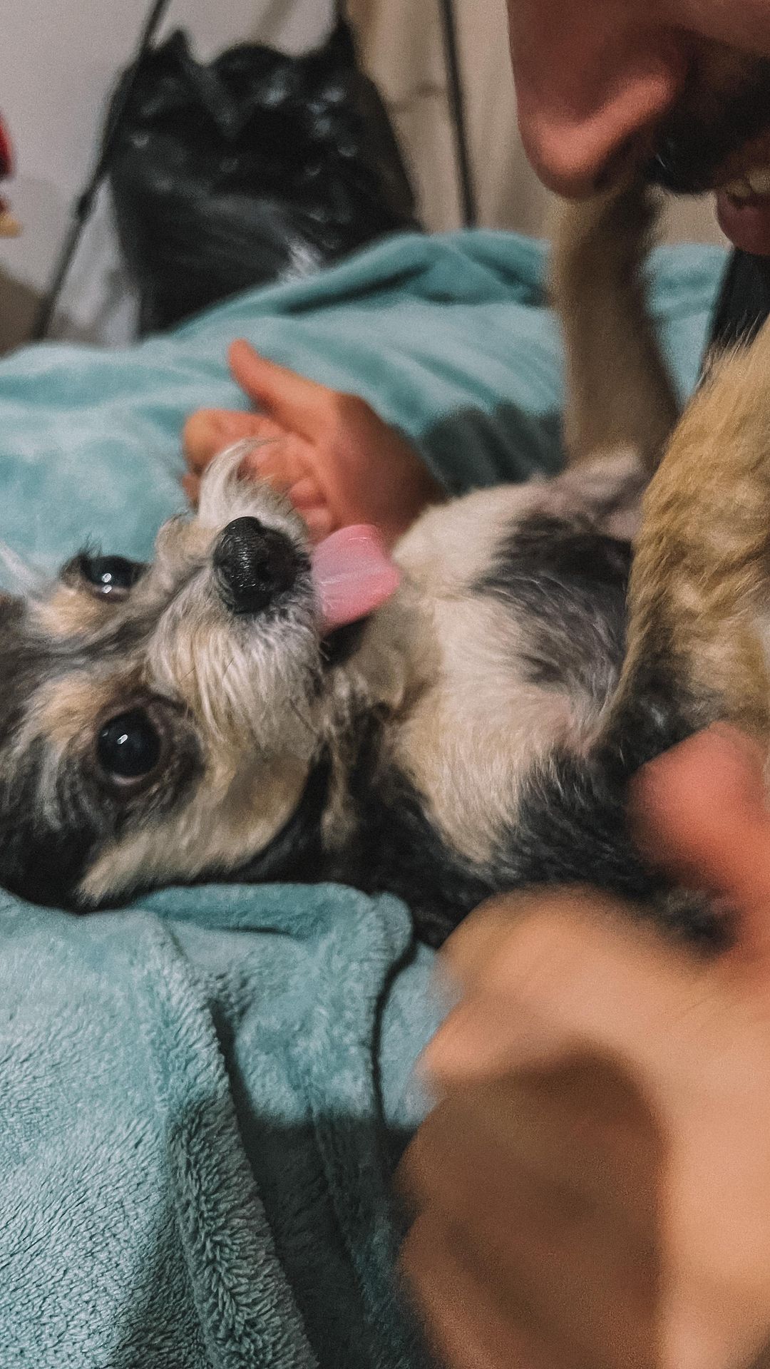 sharyu_v_kitaye в LOOKY. #тойтерьер,#собака,#бородатаясобака,#dogs,#köpek,#trends,#reels. Знакомьтесь -ГАЙКА �...