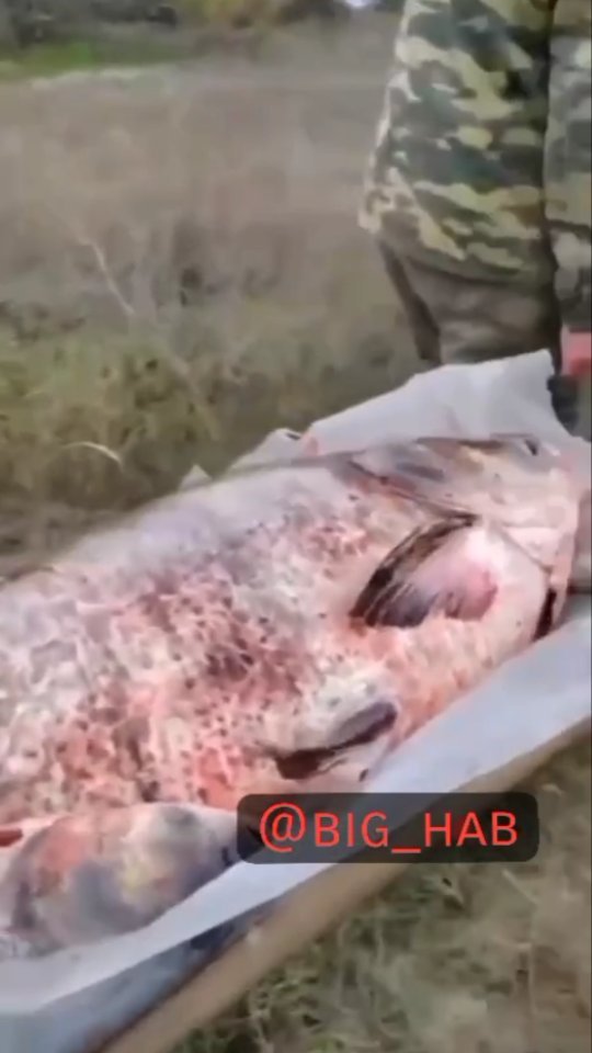 big.hab в LOOKY. . 👀 Байки из зоны СВО...