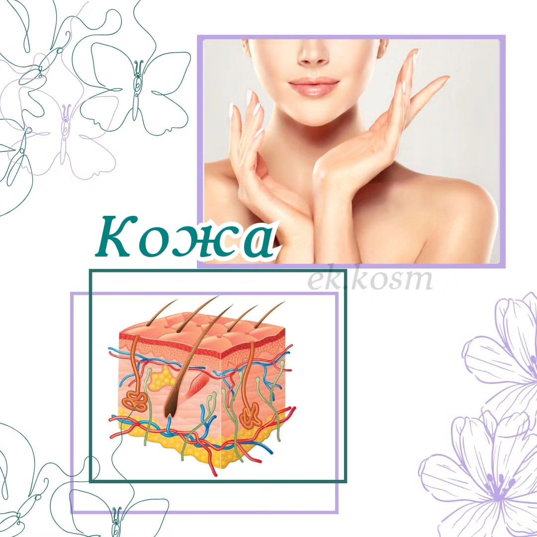 МНОГО ЛИ ВЫ ЗНАЕТЕ О КОЖЕ?😃
⠀
🤓Кожа в анатомии считается отдельным органом, к тому же, самым большим в нашем организме!
В среднем это 15% от веса нашего тела⚖️
⠀
🤔А вы знаете, из чего состоит пыль в квартире? Догадались? Более, чем наполовину состоит из отшелушенных омертвевших клеток кожи (их мы теряем около 40 000 в минуту).
⠀
Наша кожа работает как терморегулятор для всего тела.
☀️В жару она отдаёт тепло за счет пота и расширенных сосудов (влажная кожа лучше остывает). Так может образовываться до 13 л пота!
❄️А в холод - наоборот, сосуды сужаются, кожа сухая и всё тепло сохраняется внутри.
Именно поэтому и уход в разное время года, будет разный☝️. 
⠀
💡Интересный факт: сам по себе, пот не имеет запаха ( а вот  по тому как вы потеет, можно точно диагностировать заболевание ‼️но  об этом в другом посте) придают бактерии. Их на коже обитает около 1000 разных видов🦠! Мы сосуществуем с выгодой друг для друга. Они питаются и размножаются за счет нас, при этом защищают нас от болезнетворных бактерий окружающего мира (поэтому так важно новорожденного ребёнка сразу приложить к коже мамы для обмена  полезными бактериями).
⠀
👁Может, вы когда-нибудь задумывались, что самая тонкая кожа у нас расположена вокруг глаз. Её толщина составляет около 0,5 мм. Поэтому нужно бережно к ней относиться и ухаживать, чтобы она долго оставалась упругой и подтянутой.
⠀
🦶А, где самая толстая кожа?
Правильно, на стопах. Там толщина достигает 3 мм.
На ладошках чуть тоньше, но тоже достаточно толстая.
Так задумала природа, ведь руки и ноги - опорные точки тела и кожа на них должна быть прочной.
✋А ещё, для лучшего сцепления и увеличения трения, подушечки пальцев покрыты рисунком в виде завитков, за счёт особого роста кожи. У каждого человека этот рисунок индивидуален!
⠀
😃Кстати, оказывается, количество клеток, которые вырабатывают пигмент меланин, у всех людей одинаковое. А цвет кожи зависит лишь от их активности. Дети рождаются с более светлой кожей, а постоянный цвет устанавливается только к полугоду.
А вот количество и расположение родинок у всех индивидуально (вернее, зависит от генетики родителей и передаётся по наследству).
⠀
😉Ну как, интересно было?
#косметологянтарный