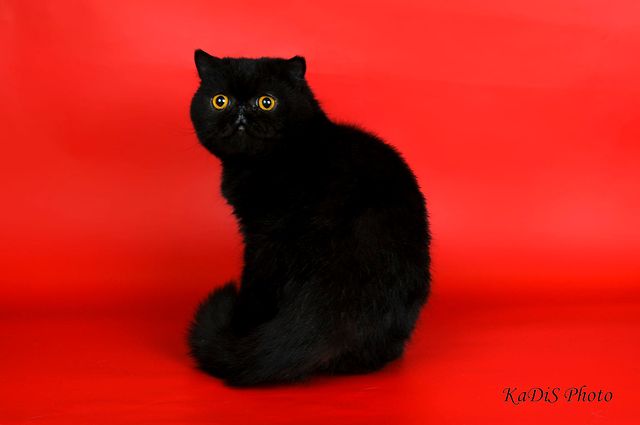 happyfriendcattery в LOOKY. . male exo sh
reg. CFA...