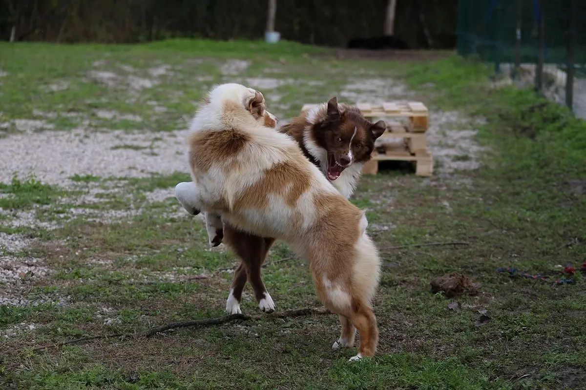iz_doma_korolevoi_kennel в LOOKY — фото 7
