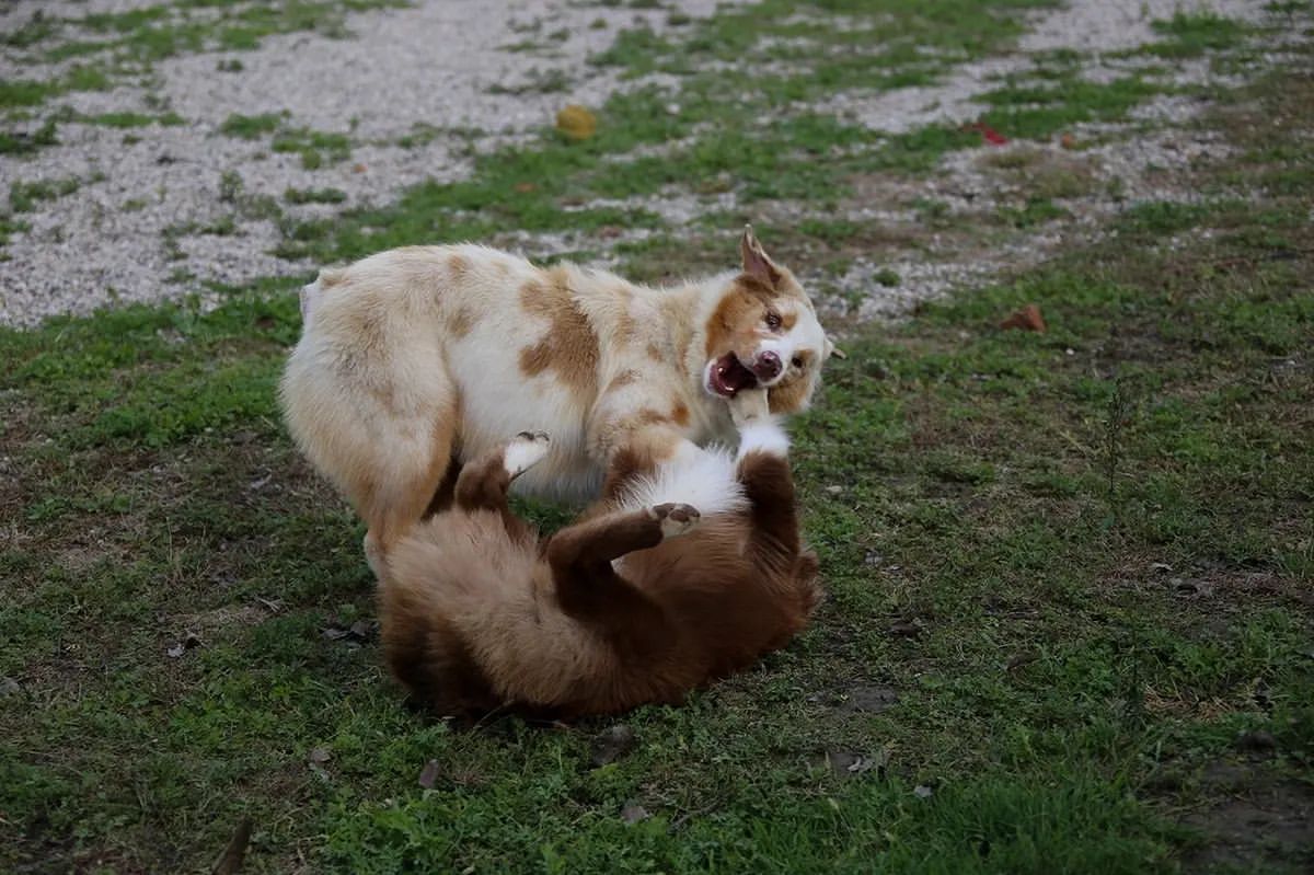iz_doma_korolevoi_kennel в LOOKY — фото 10
