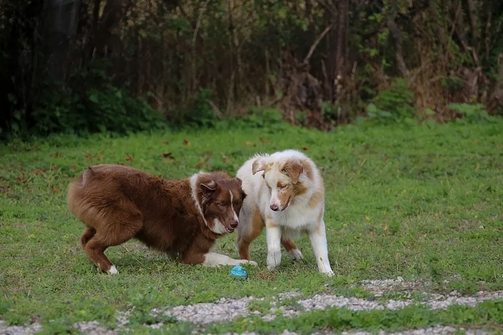 iz_doma_korolevoi_kennel в LOOKY — фото 4