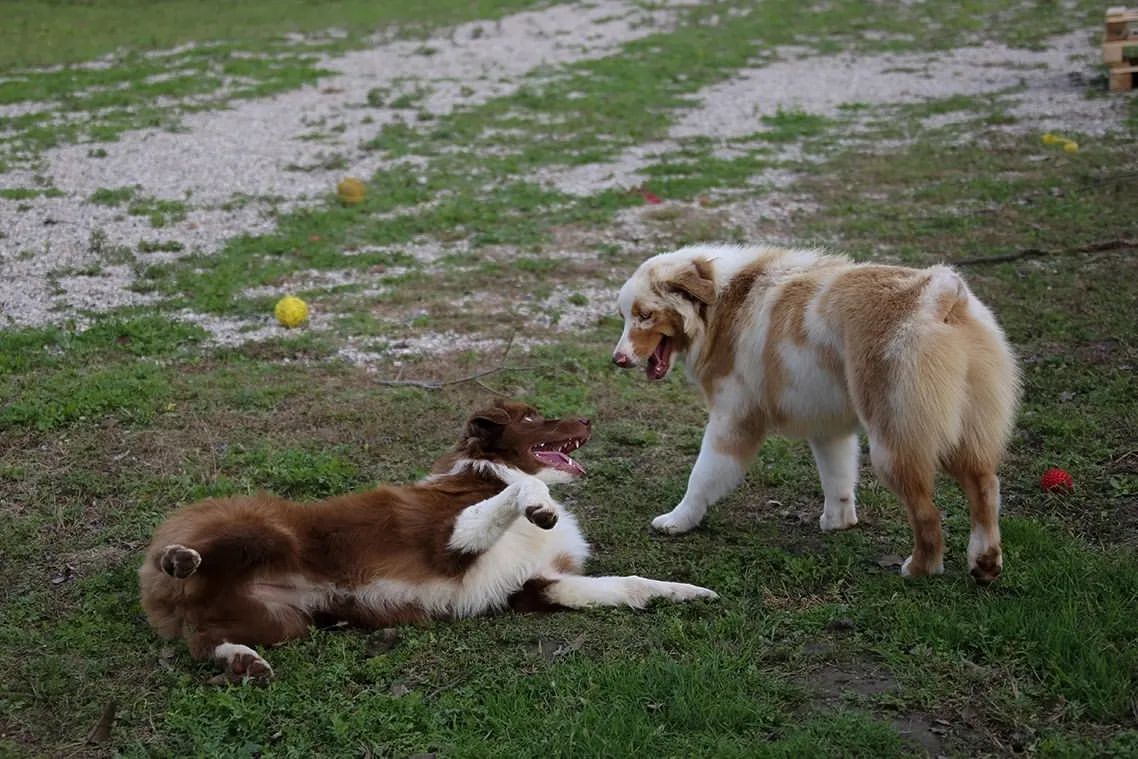 iz_doma_korolevoi_kennel в LOOKY — фото 8