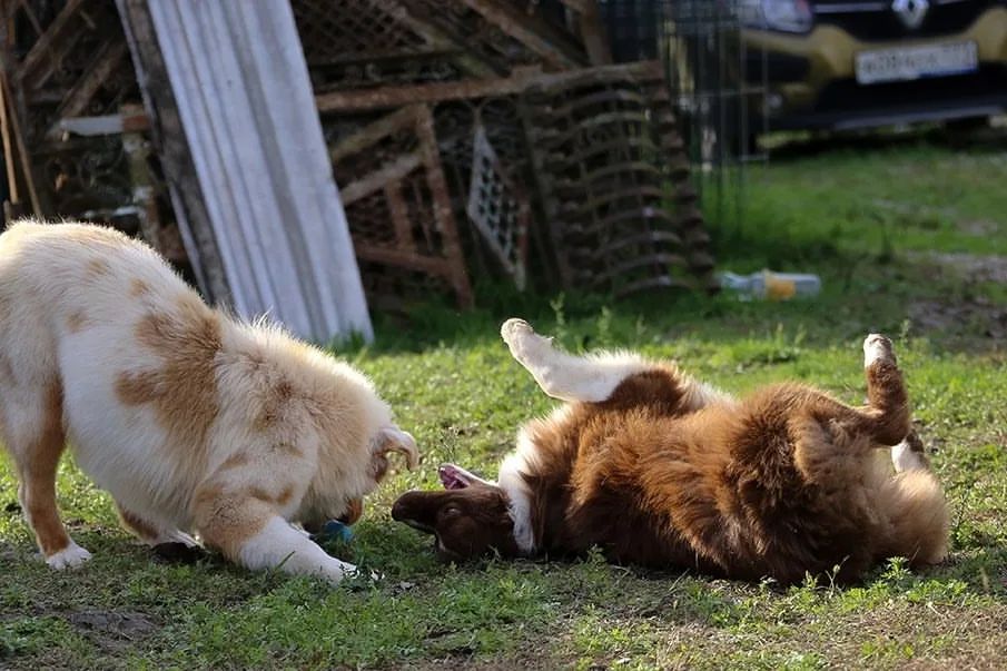 iz_doma_korolevoi_kennel в LOOKY — фото 2