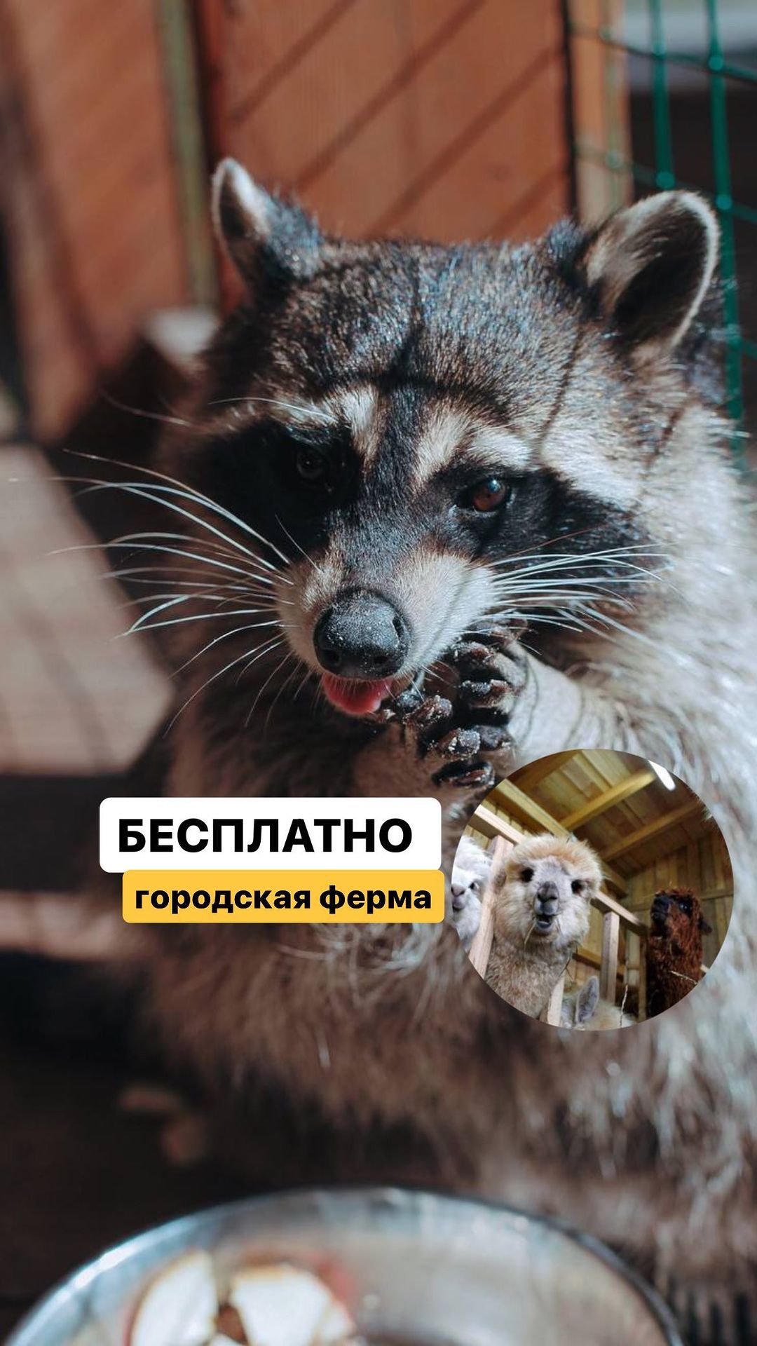 kseniia_volkova.n в LOOKY. #городскаяферма,#Простоквашино,#НовоПростоквашино,#бесплатновсем,#бесплатно,#бесплатнодетям,#вднх,#бесплатновднх,#кудапойтисдетьми,#выставкароссии,#выставкафорумаРоссия. На время выставки-фо...