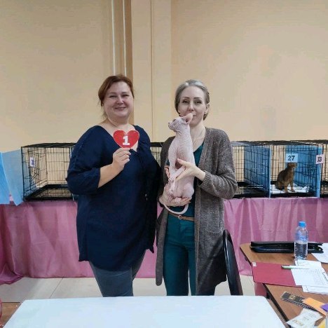sphynx_shococats в LOOKY. . Счастье в простом🐈