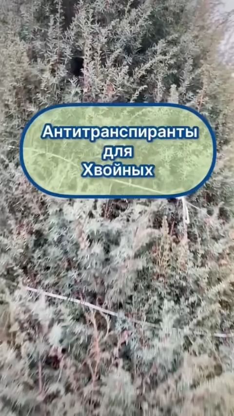 my_garden_every_day в LOOKY. #хвойные,#сад,#садогород,#дача,#дачасад,,#укрытиехвойных,#антитранспиранты,#мойсад,#садовник,#питомникрастений,#саженцынапродажу. ❗️Транспирация ❗️- П...