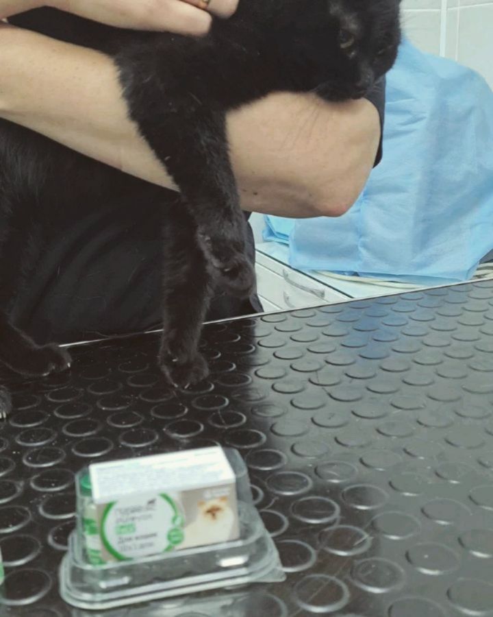 panteravet в LOOKY. . Внимание!У нас прово...