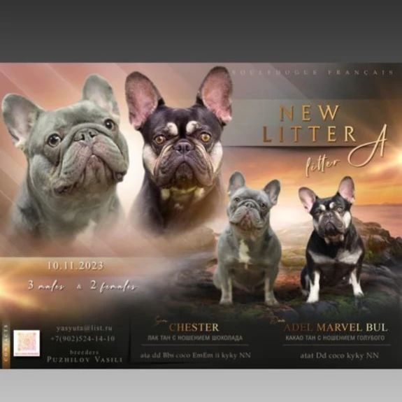 nastasya.lipbulldog в LOOKY. #bulldogs,#puppiesfrenchbulldog,#frenchpuppybulldog,#frenchbulldoglilac,#frenchpuppy,#frenchbulldog. Потрясающий! Долгожд...