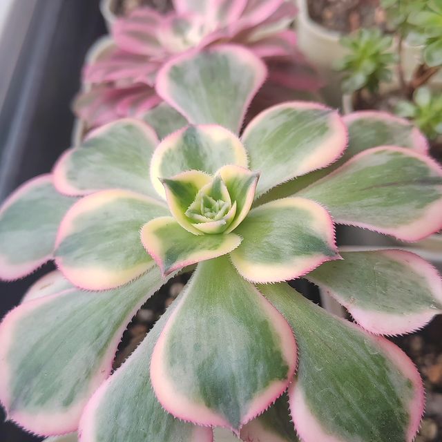 pautinka_club в LOOKY. #эониум,#цветы,#хобби,#суккуленты,#succulent,#aeonium,#succulove. #эониум #цветы #хобб...