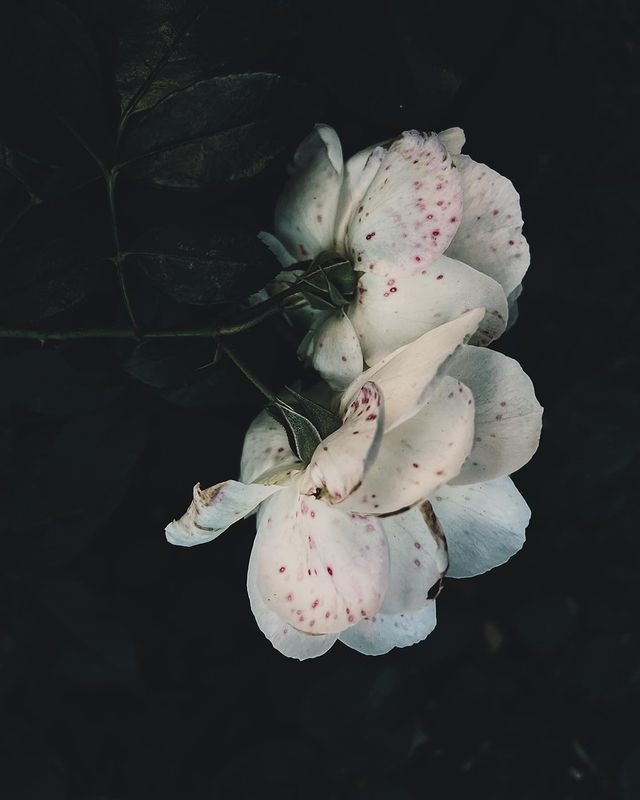 photoxonika в LOOKY. #macrophotography#vintagephoto#roses#mobilemacro#mobilephotography,#naturephotography#botanical#stylegotique#stylevintage#oxonikaphoto. 🥀Винтажные розы.🥀
...