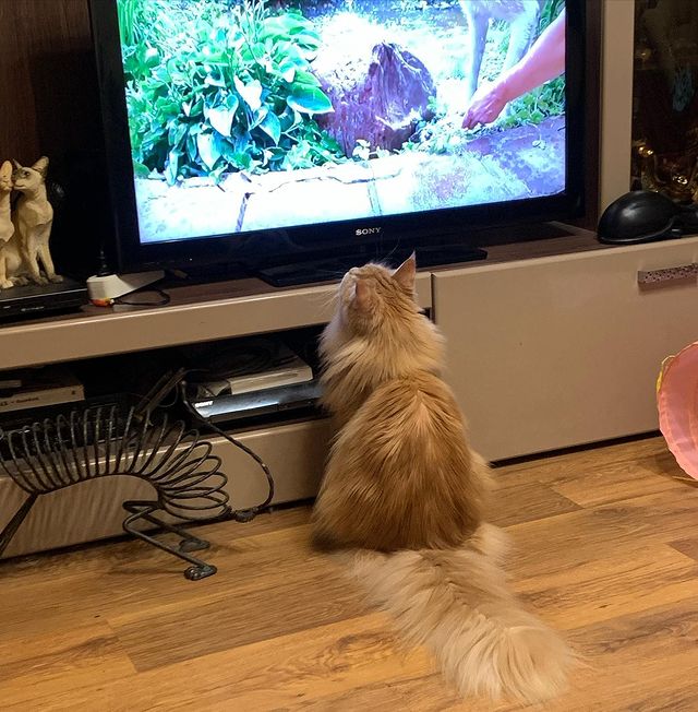 martyns_family в LOOKY. #котикитакиекотики. Вместе смотрим «Лапк...