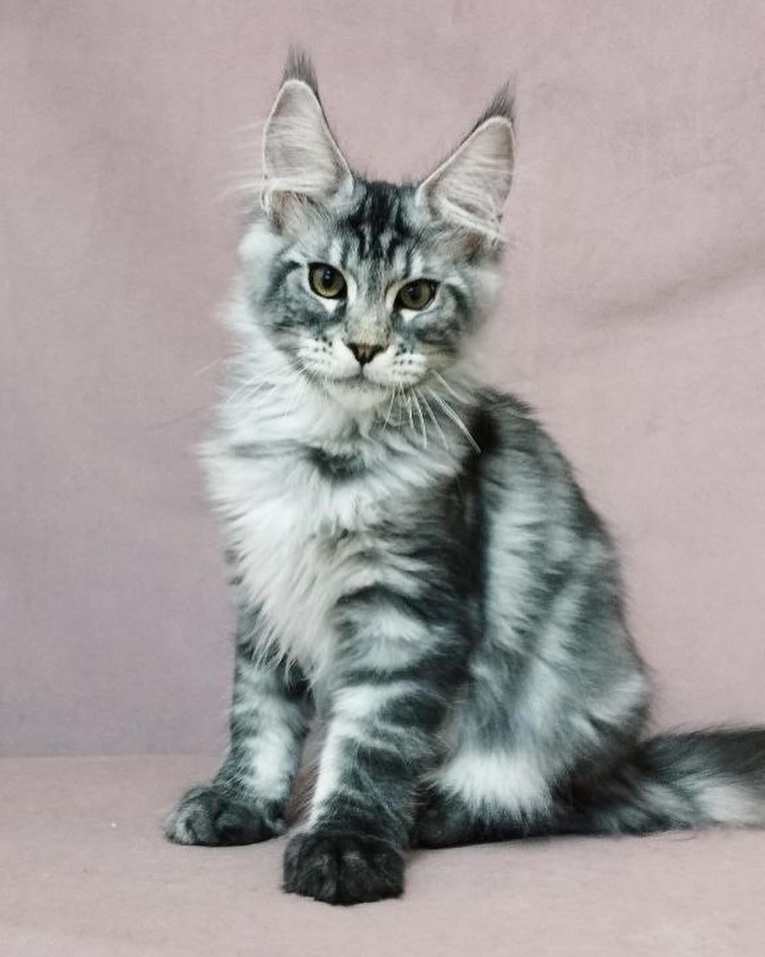 eroshapride_mainecoon в LOOKY — фото 4