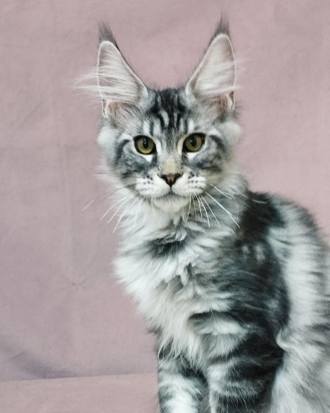 eroshapride_mainecoon в LOOKY — фото 6