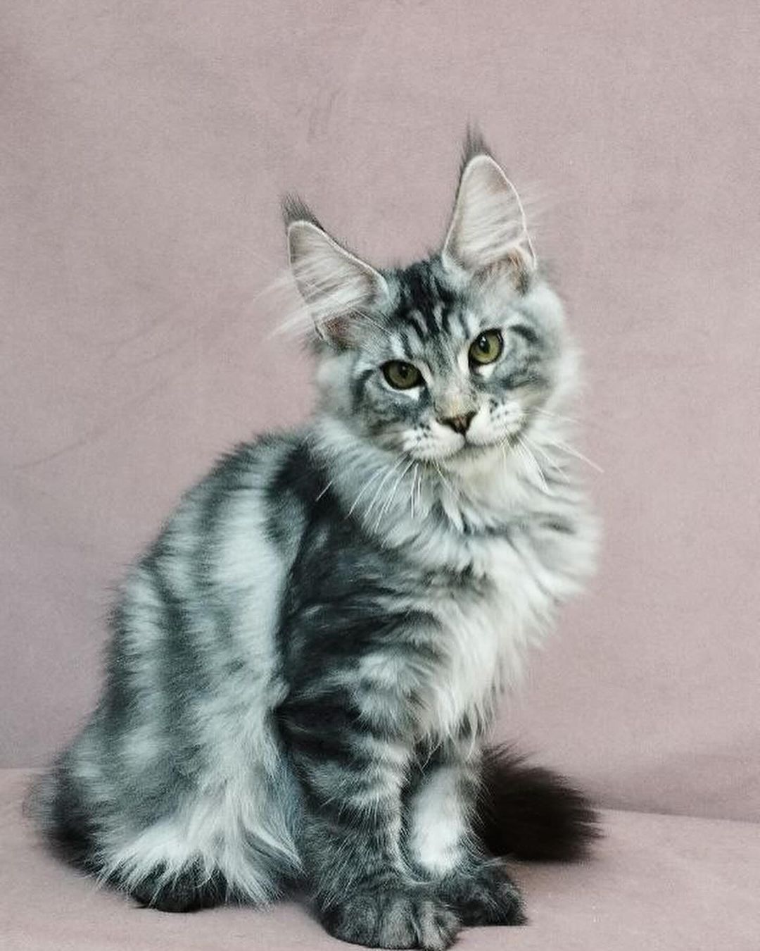 eroshapride_mainecoon в LOOKY — фото 2