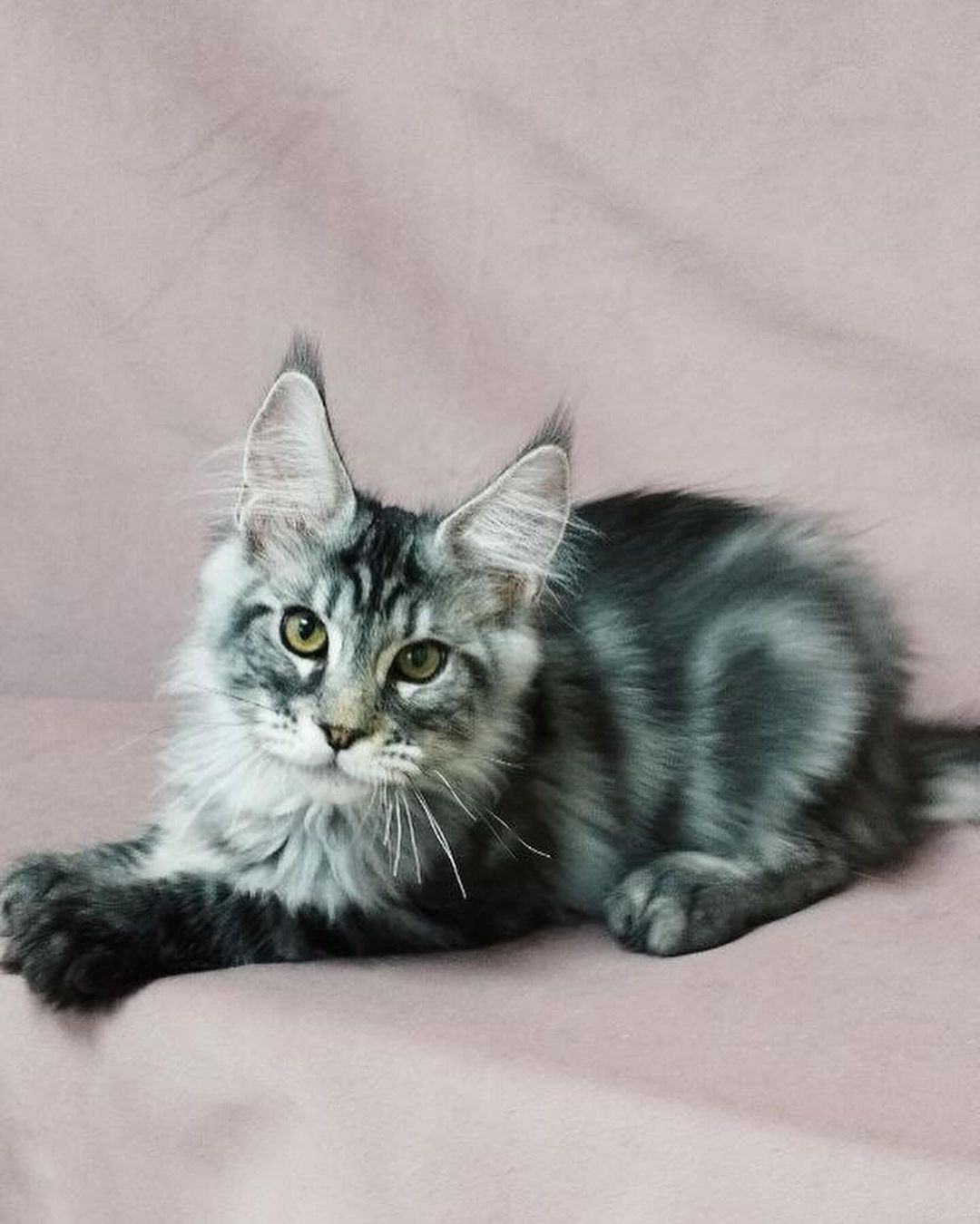 eroshapride_mainecoon в LOOKY — фото 3