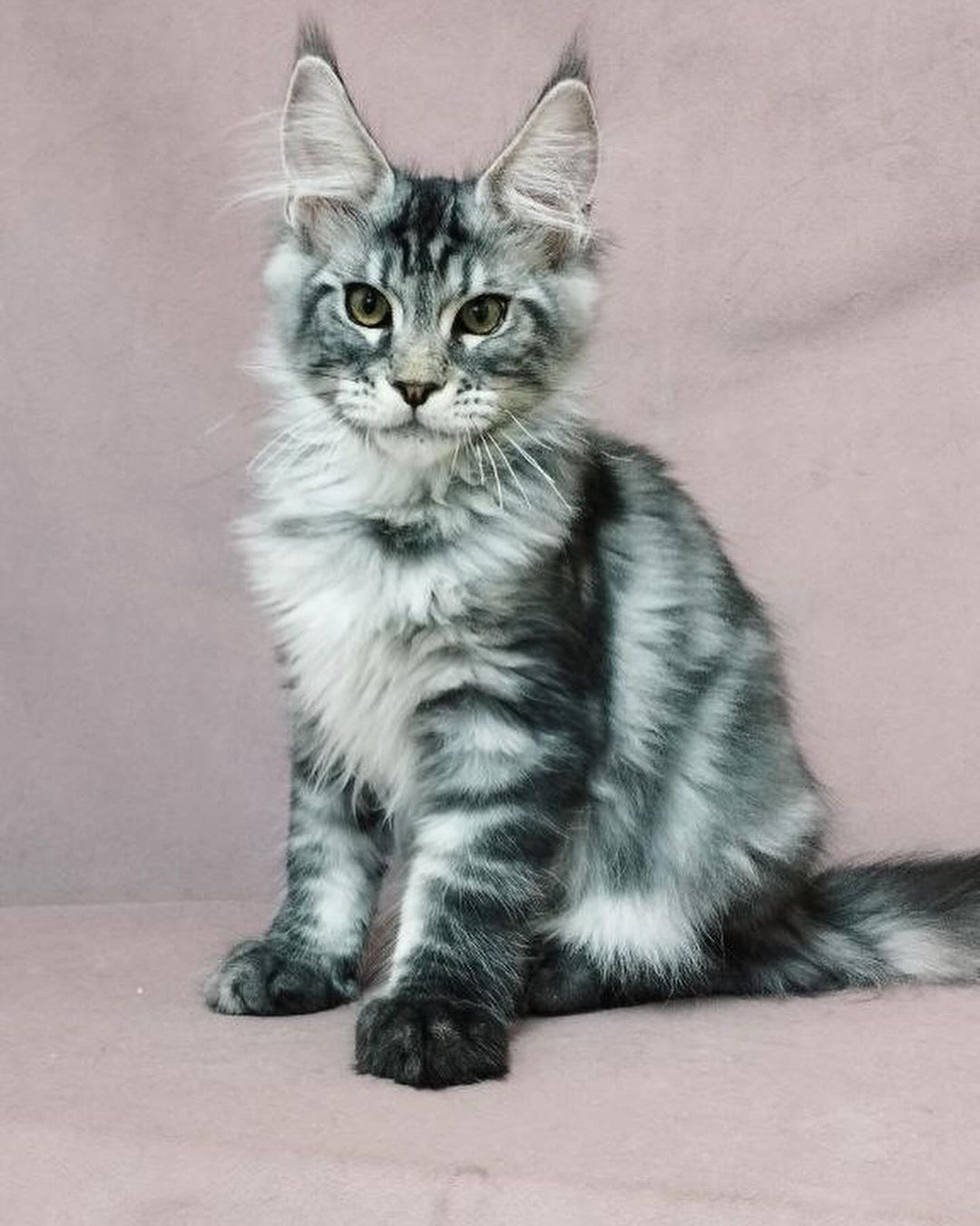 eroshapride_mainecoon в LOOKY — фото 5