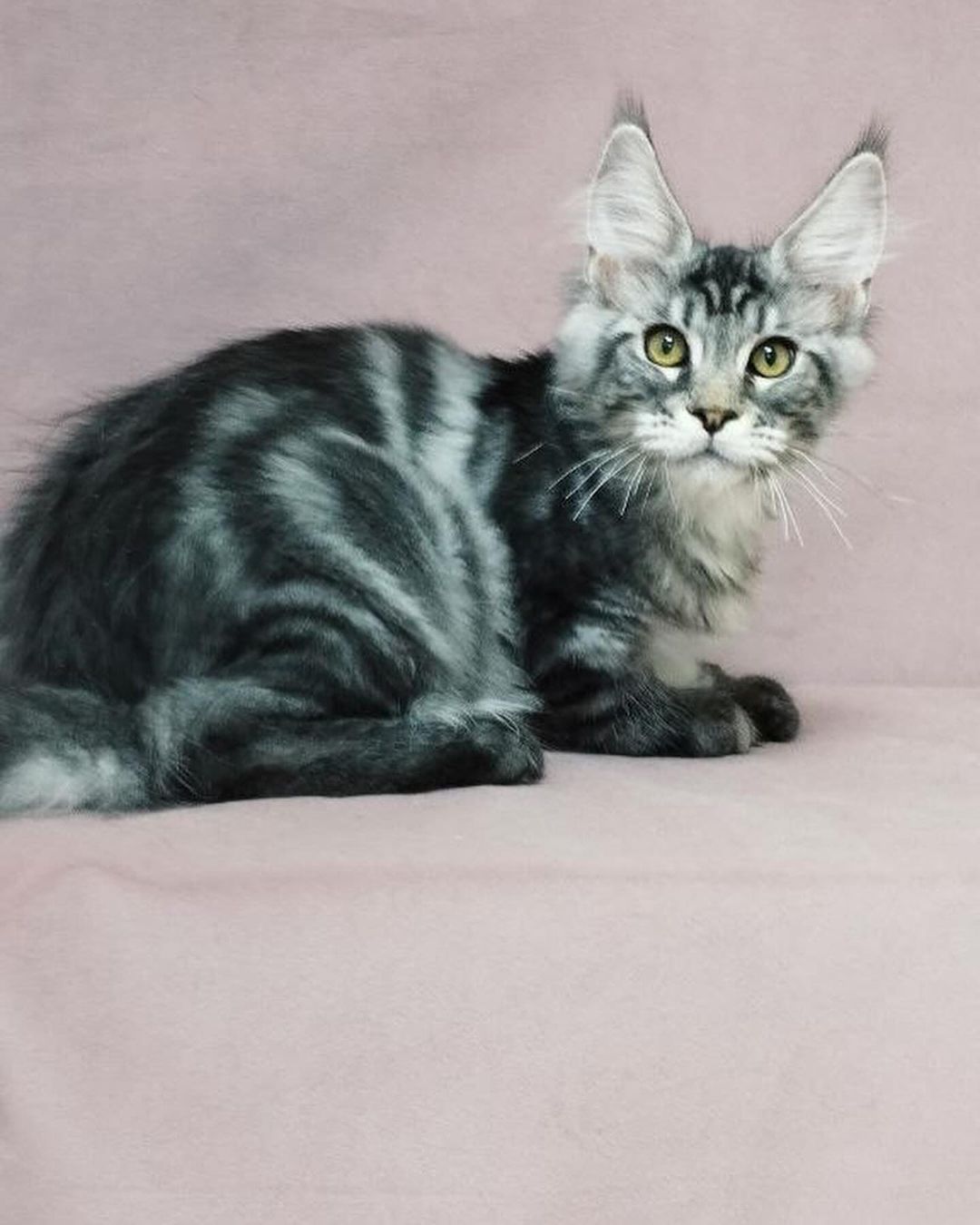 eroshapride_mainecoon в LOOKY — фото 7