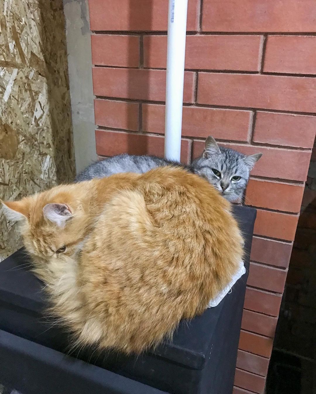 _zoika_zaika_ в LOOKY — фото 9