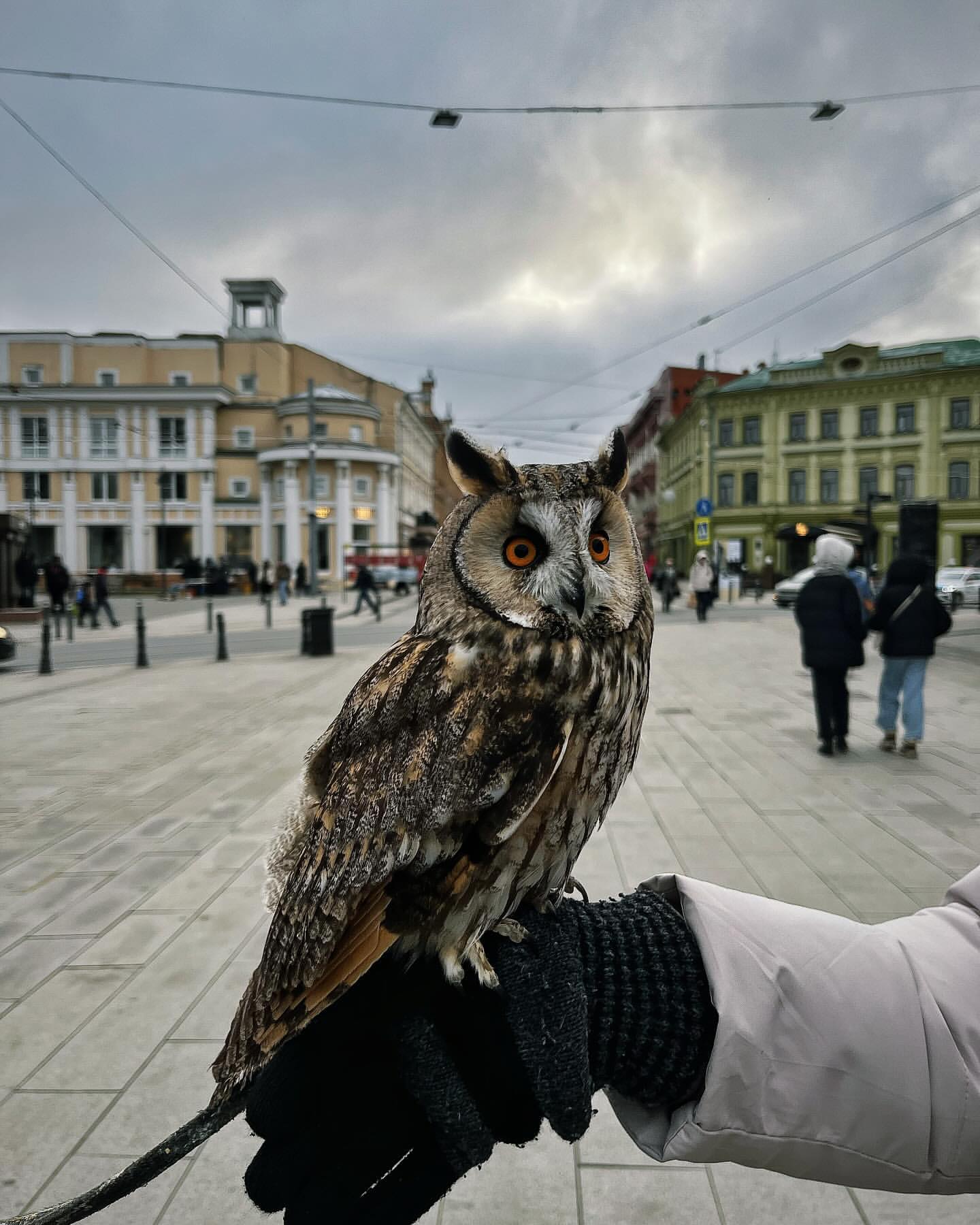 korolevaapolina в LOOKY. . null