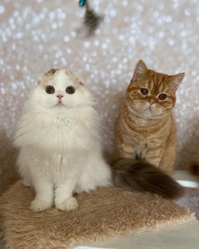 sheerfold_cattery в LOOKY. . Комсомолки, спортсме...