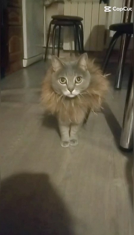 kiselevakatay63 в LOOKY. #чтозалевэтоттигр. #чтозалевэтоттигр
🦁...