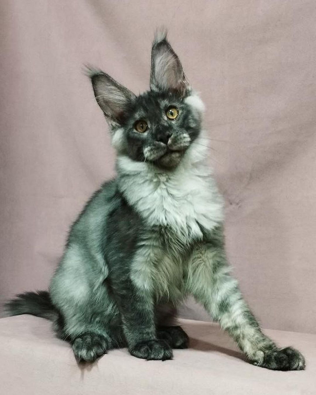 eroshapride_mainecoon в LOOKY — фото 4