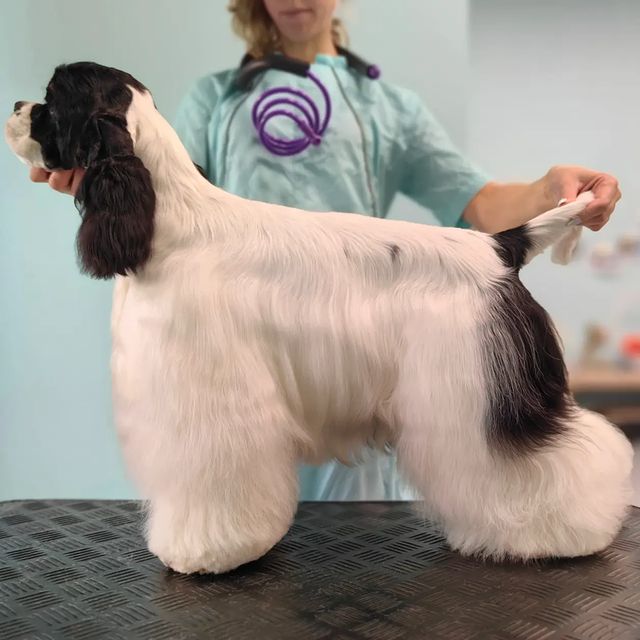 ourgroomingsalon в LOOKY. #груминг,#грумингпитер,#грумингспб,#американскийкокерспаниель,#грумингспаниеля,#породныйгруминг,#puregroom. Нейтон
Американский ...