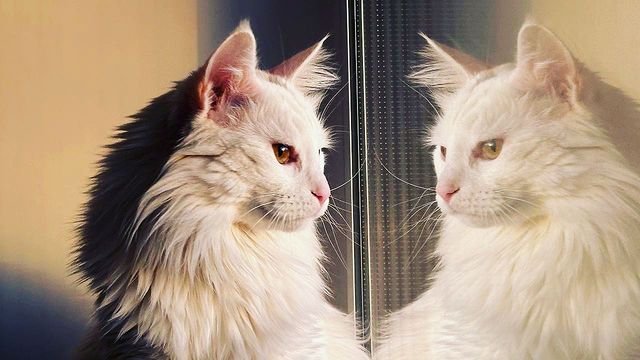 777_my_love_garden_777 в LOOKY. #cat,#инстатаграм,#cats,#catsofinstagram,#insta,#котозависимость. Яникс, наш любимый с...