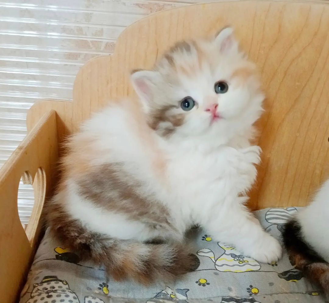 volgadawns_cattery в LOOKY — фото 1