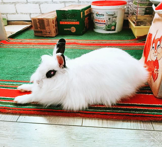 zefirka_bunny в LOOKY. #cuteanimals#rabbitstagram#bunnylover#kawaii#зайка#petlover#милота,#pets#rabbitlover#мимими#кролик. Зефирка сегодня сфин...