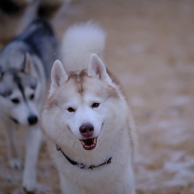 husky_easy в LOOKY. #husky,#siberianhusky,#huskyphotography,#huskygram,#huskylove,#huskylovers,#huskylovingclub,#huskylife,#allthingshusky,#instahusky,#huskyofinstagram,#huskypics,#huskiesreq,#huskiesofinstagram,#huskyrussia,#dogsofinstagram,#igcutest_animals,#ilovehusky,#justhuskies,#bestwoof,#dog_features,#dogs_of_world,#dogphotography,#excellent_dogs,#хаски,#хаскифото,#хаскивмоскве. Выбрались потусить, ...