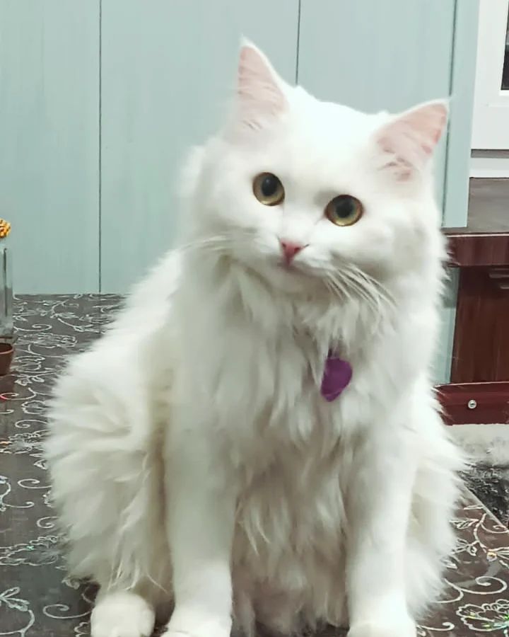elenka239012 in LOOKY. #кошка. Где мой ужин?Кормить...