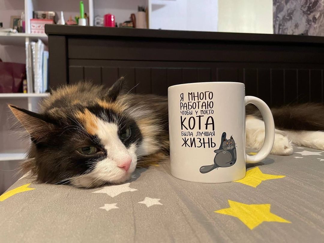 Всех с пятницей! 
#мусенька #муся #пятницавечер #кошкамоя #котозависимость #ялюблюкотов #любовьмоя #lovecat #catlife