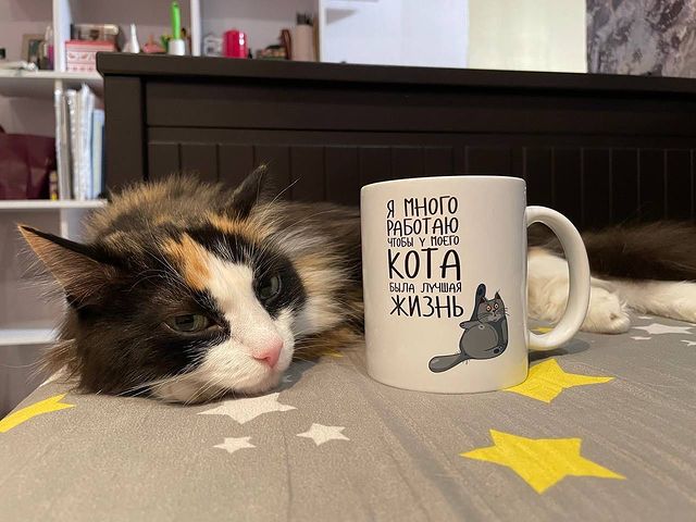 dinn_xt в LOOKY. #мусенька,#муся,#пятницавечер,#кошкамоя,#котозависимость,#ялюблюкотов,#любовьмоя,#lovecat,#catlife. Всех с пятницей! 
#м...