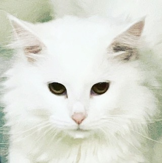 777_my_love_garden_777 в LOOKY. #кот,#котики,#инстаграм,#мимимижка,#люблюкотов,#cat,#catloversclub,#cats,#whitecat,#💕. Хороших светлых выхо...