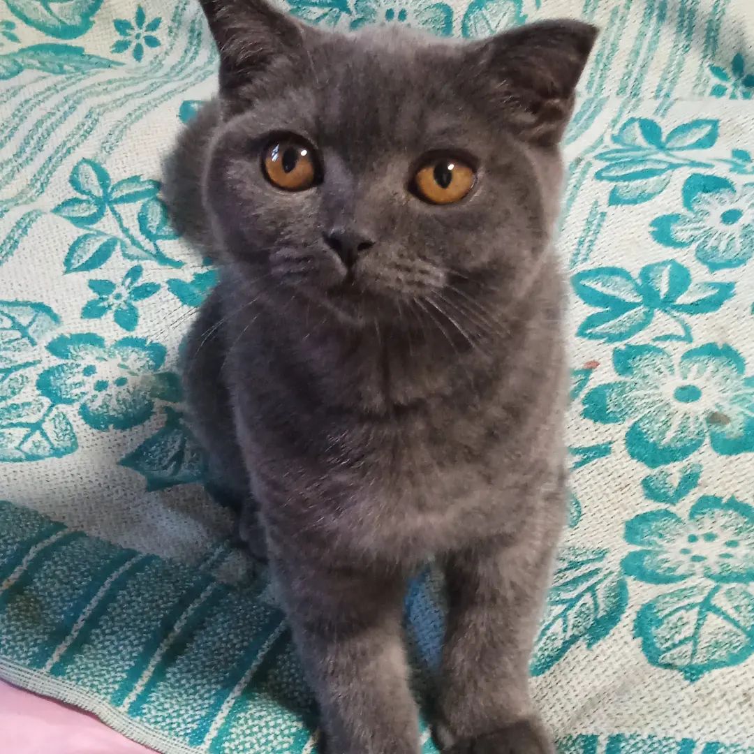 А еще у меня появилось вот такое чудо, зовут Бусинкой#коты#кошки#котэ #kat #кошка #кот#neco #instacat #nature