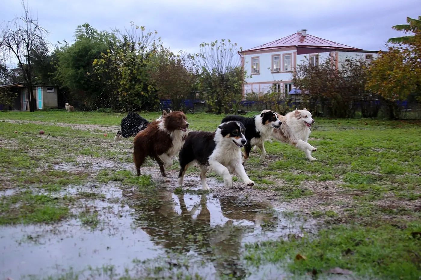 iz_doma_korolevoi_kennel в LOOKY — фото 2