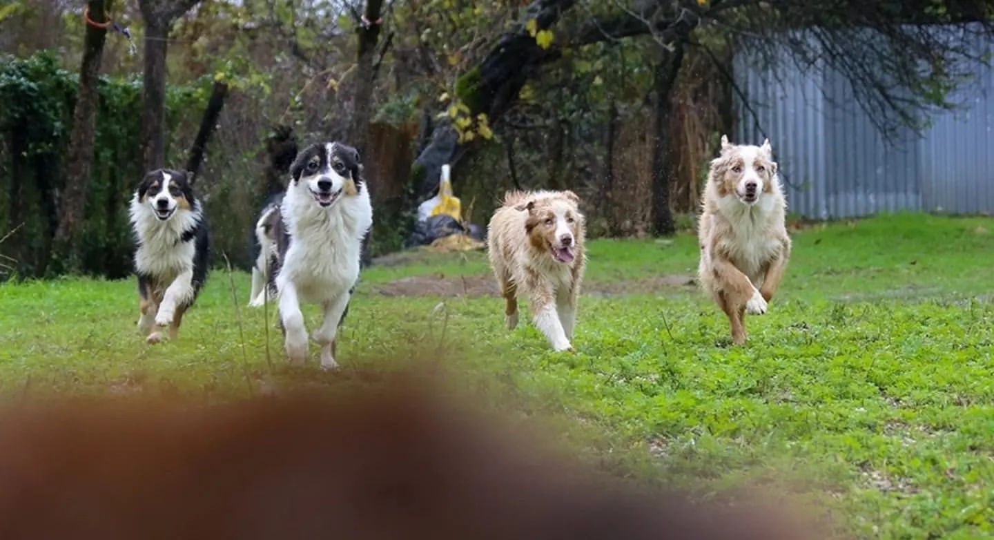 iz_doma_korolevoi_kennel в LOOKY — фото 3