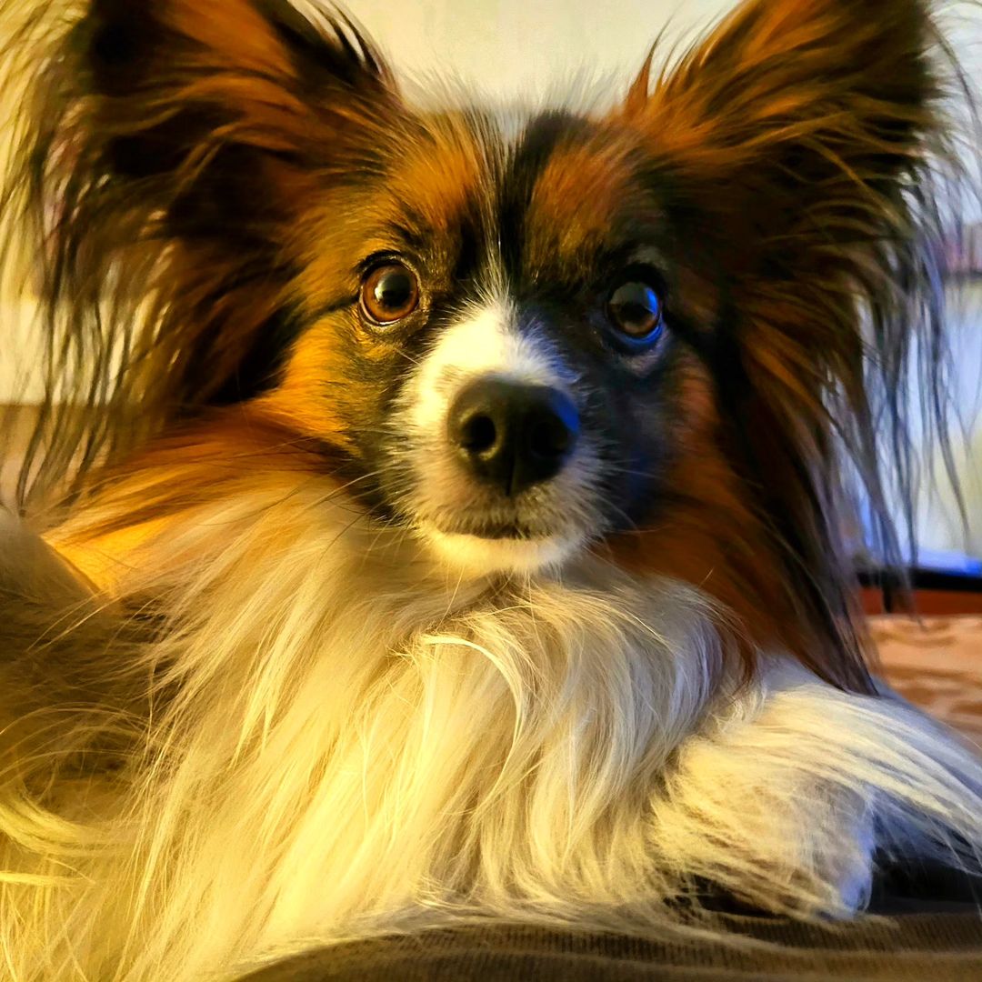 roman_och в LOOKY — #dog