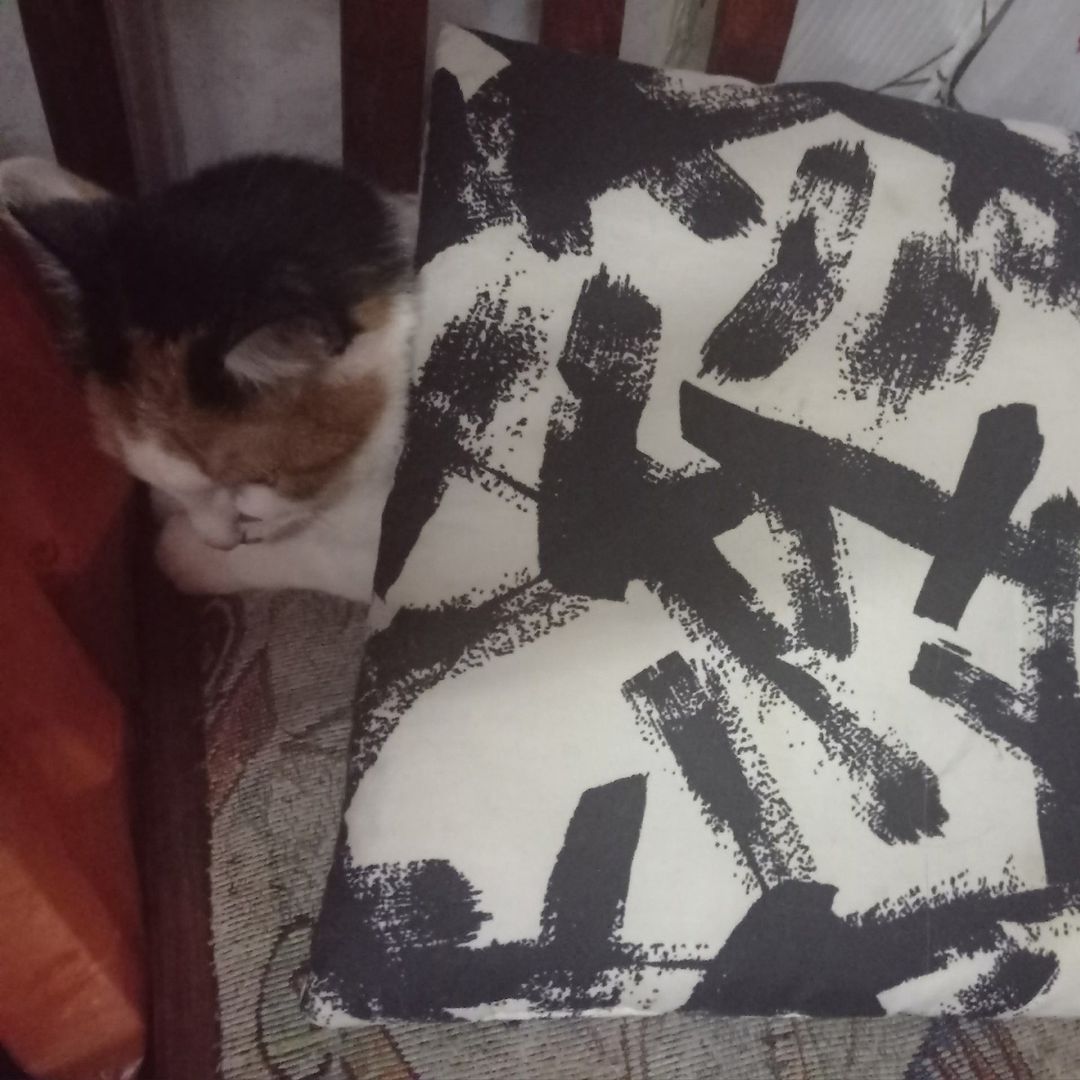 тут многие давно не видели #троекотие, дела обстоят примерно вот так
#котики #cats #залежалаябулка #calicocat #трехцветнаякошка
