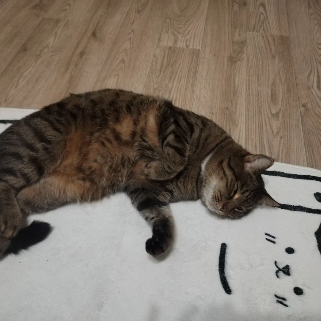 Сладкая киса!# Марсель#котик#любофф