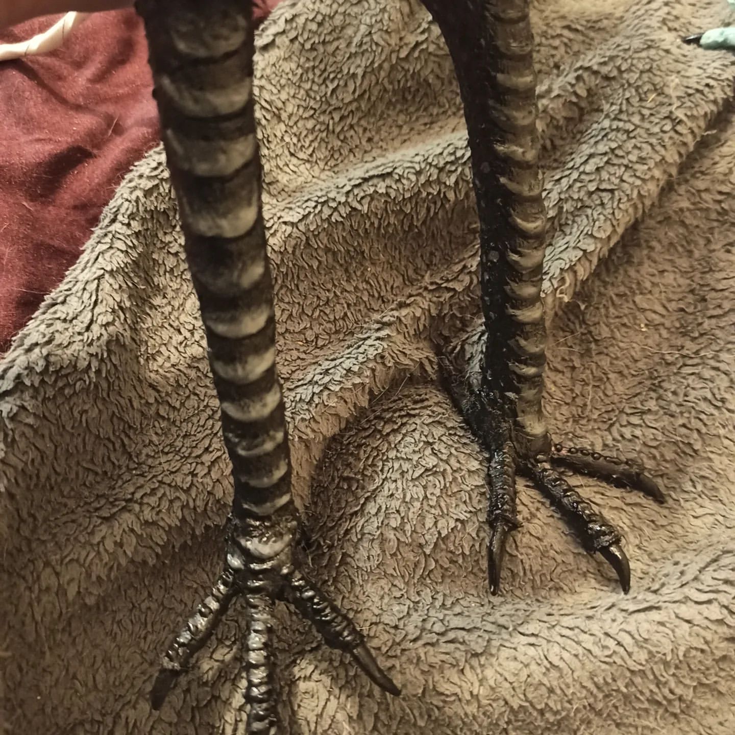 christina.sayvaris в LOOKY. #raven,#art_doll,#handmade,#frame_doll. Paws of the Raven ka...
