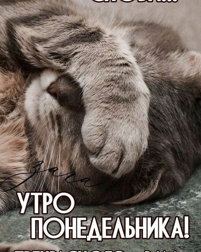 t.kachkina в LOOKY. . null